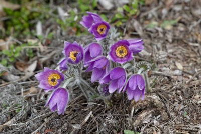 Fleurs de la famille des renoncules, ces anémones pulsatilles poussent en grappe sur un pré en Aveyron.