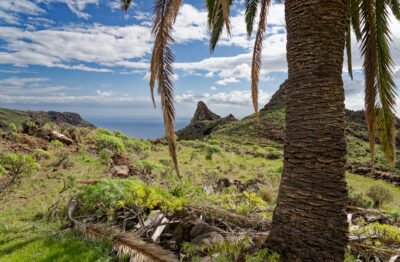 Palmier isolé sur l'ile de la Goméra, dans un paysage typiquement canarien
