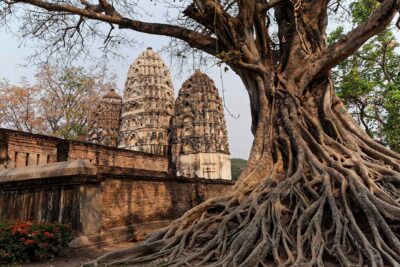 des tours sculptées d'un ancien temple en thailande avec en avant plan un gros arbres aux racines étalées